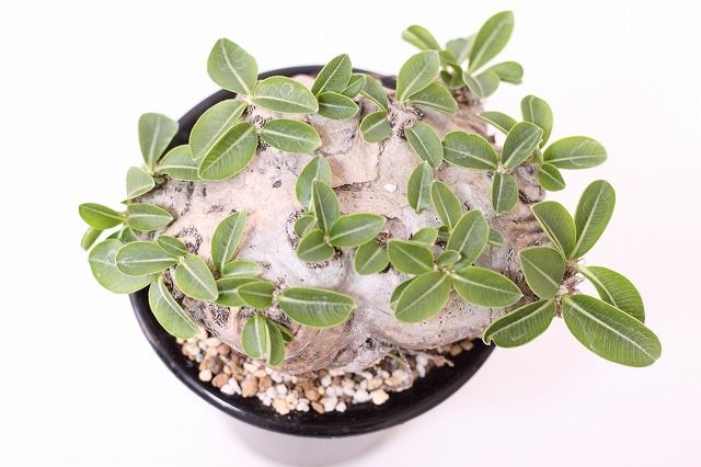 Pachypodium brevicaule パキポディウム ブレビカウレ 恵比寿笑い n