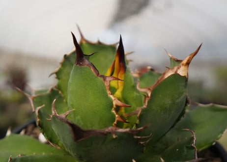 agave titanota　FO-76　NO.22
