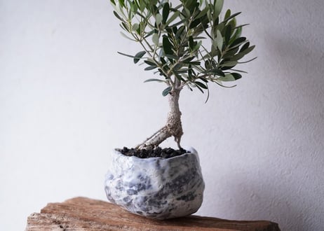 Olive Bonsai