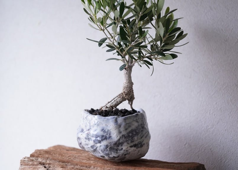 オリーブ盆栽Olive Bonsai オリーブ盆栽「BON」① / olive bonsai 