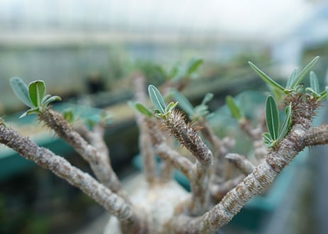 パキポディウム　グラキリス　 Pachypodium Gracilius  No.1