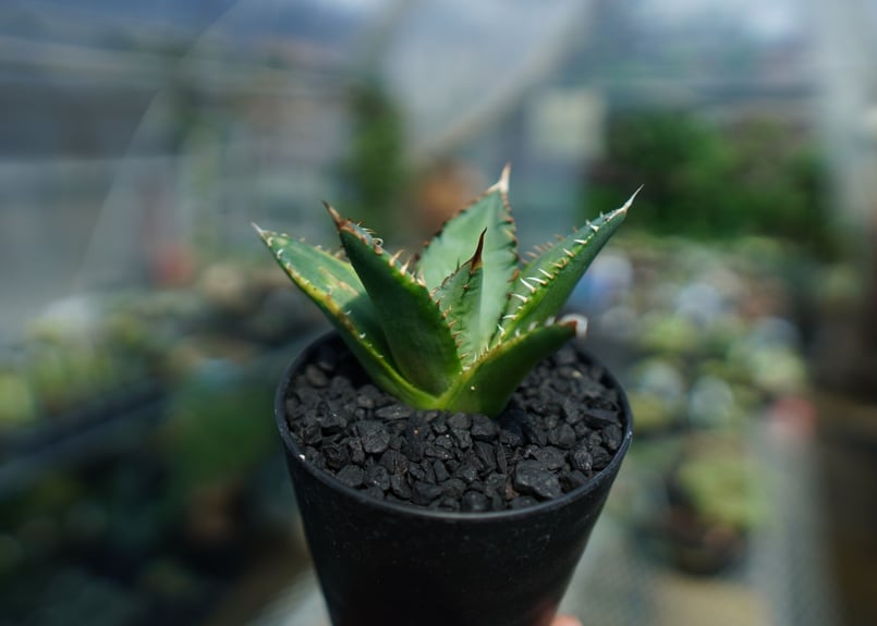 アガベ ・アテナータ・黄覆輪・5号鉢 アガベ ・アテナータ・黄覆輪・5号鉢