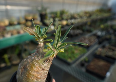 パキポディウム　グラキリス　 Pachypodium Gracilius  No.2