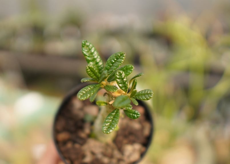 ドルステニア ギガス NO.2 | mana's farm:塊根植物・アガベ・ドライ