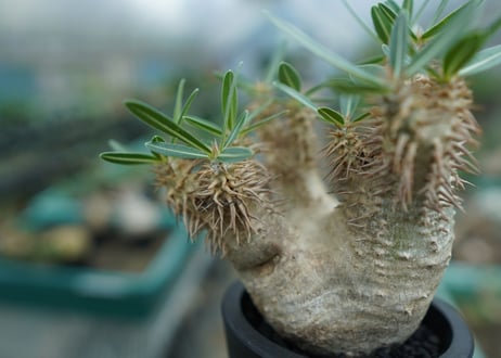 パキポディウム　デンシフローラム Pachypodium densiflorum   No.2