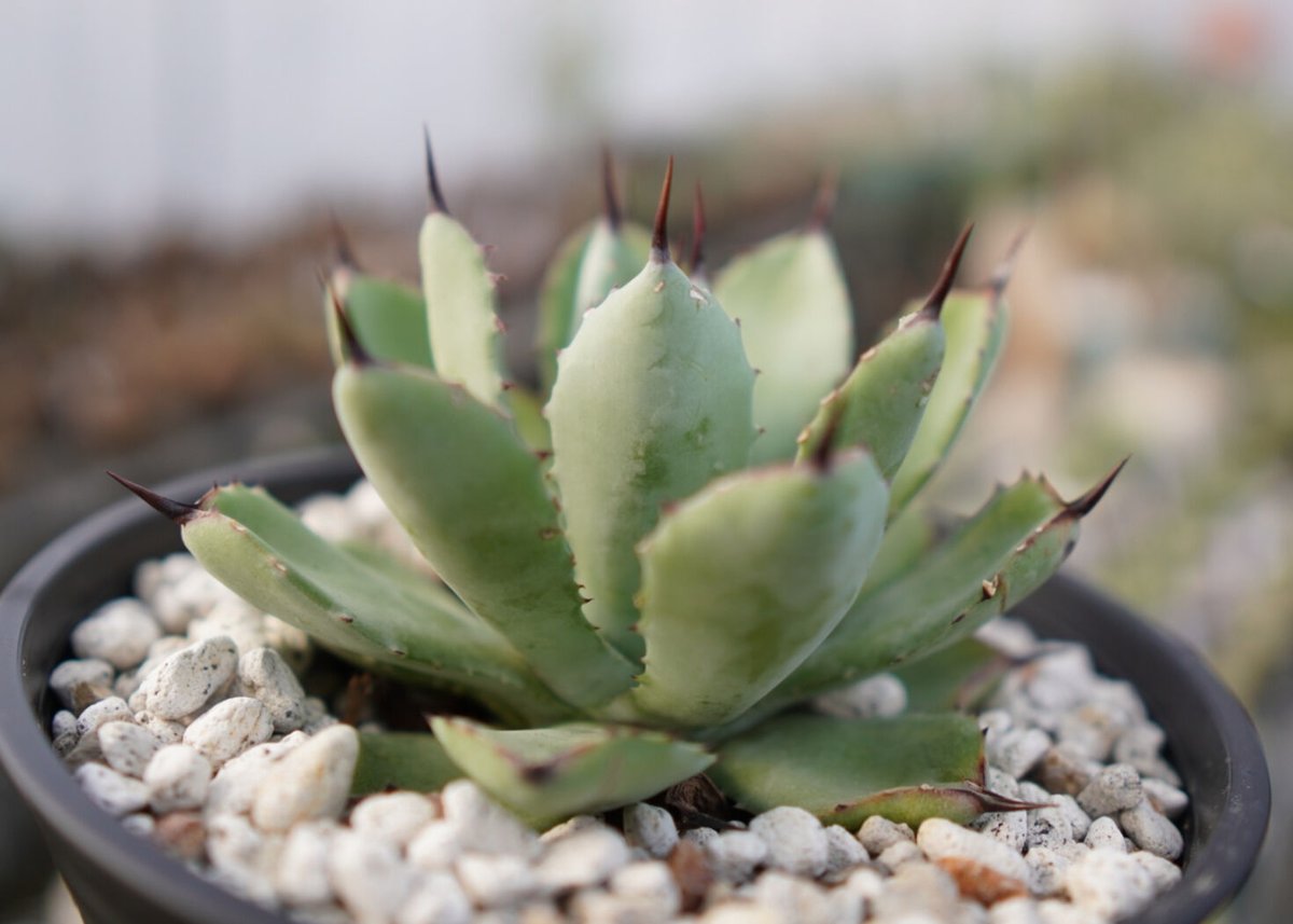 Agave Potatorum×Macroacantha ”八荒雷神” No.3 | mana