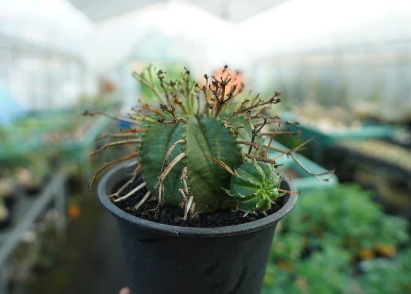 ユーフォルビア スーパーバリダ Euphorbia super valida No.2 |