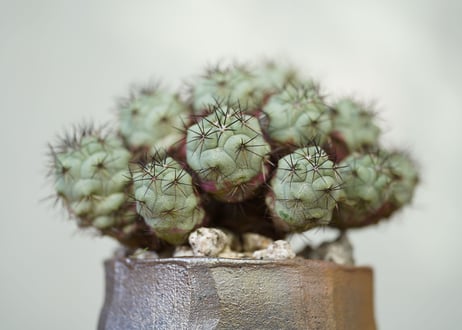 Ortegocactus macdougallii