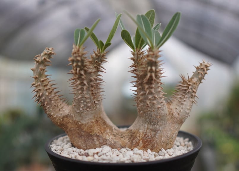 パキポディウム　デンシフローラム　塊根植物 楽天市場】パキポディウム デンシフローラム 塊根植物 3.5号
