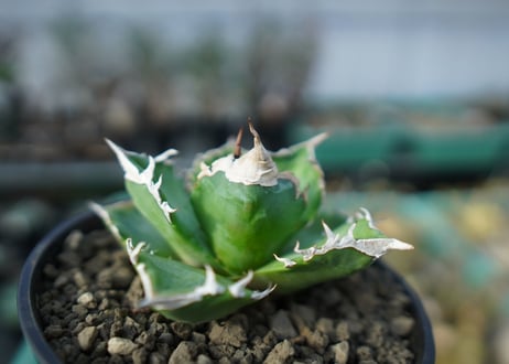 アガベ　チタノタ　ホワイトファイヤー　agave titanota white fire　白火焔　 A2