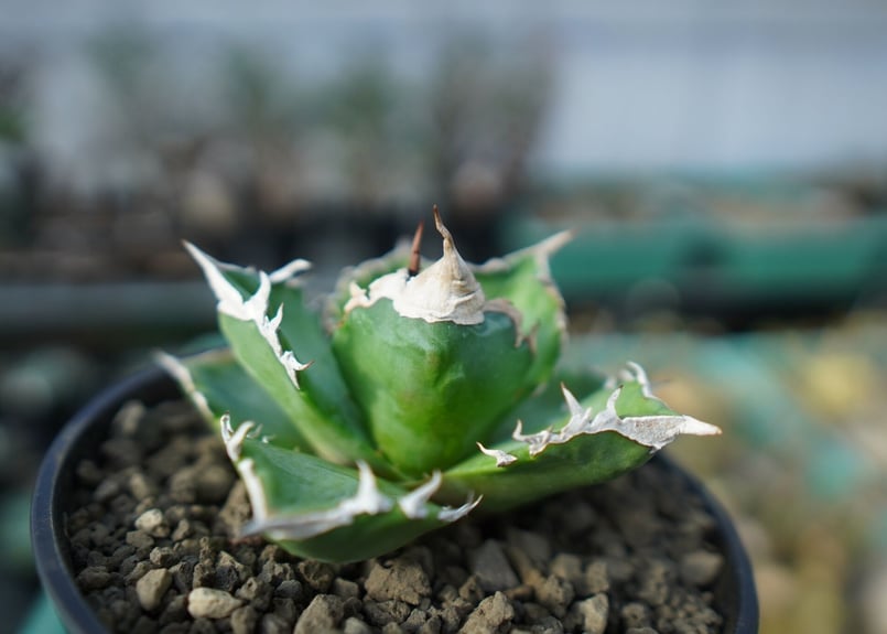 【親株】アガベ　チタノタ　 ホワイトファイアー アガベ チタノタ ホワイトファイヤー/白火焔 WF-04 | アガベ専門