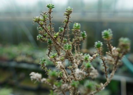 姫紅小松　Trichodiadema bulbosum