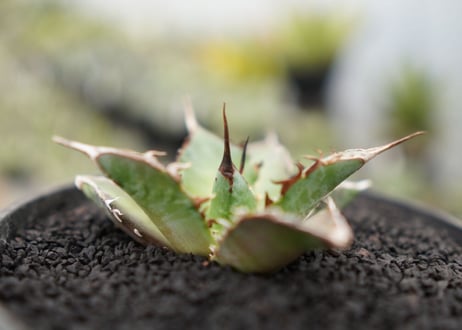 Agave titanota hades No.3