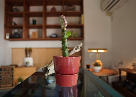 ユーフォルビア  ラクテア  マハラジャ  Euphorbia lactea  f.cristata