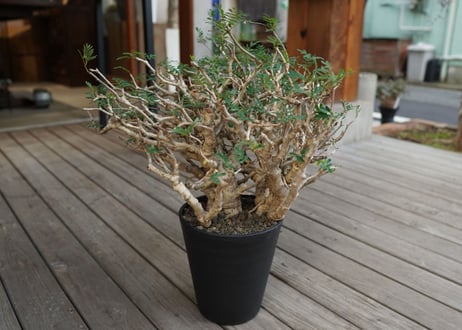 センナ　メリディオナリス　Senna meridionalis　No.3