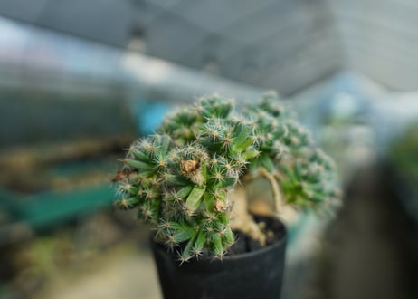 トリコディアデマ　デンサム　Trichodiadema densum  No.1