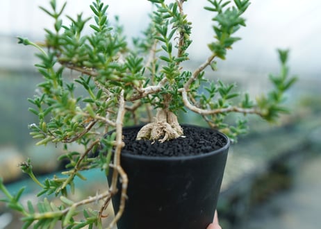 トリコディアデマ　SP　Trichodiadema densum  SP