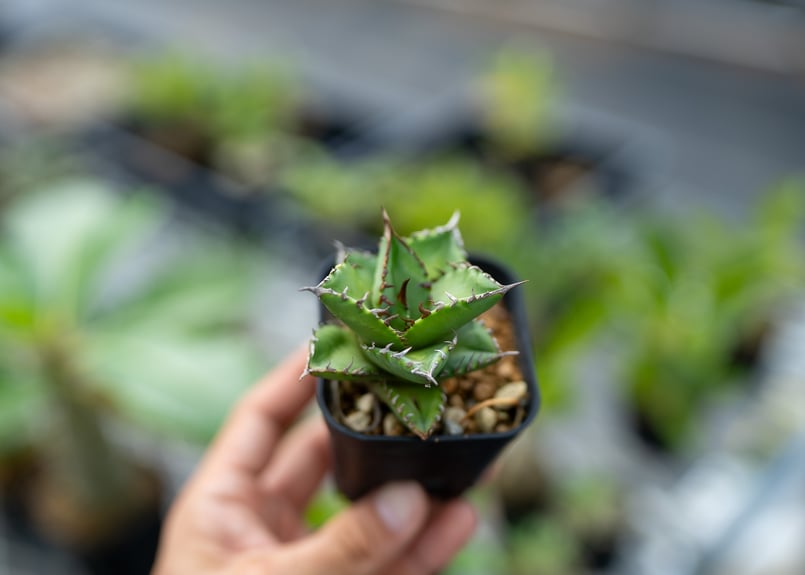 アガベ オテロイ 沖縄実生 | mana's farm:塊根植物・アガベ