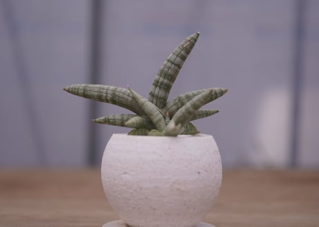 サンセベリア　ボンセレンシス　	Sansevieria Boncellensis