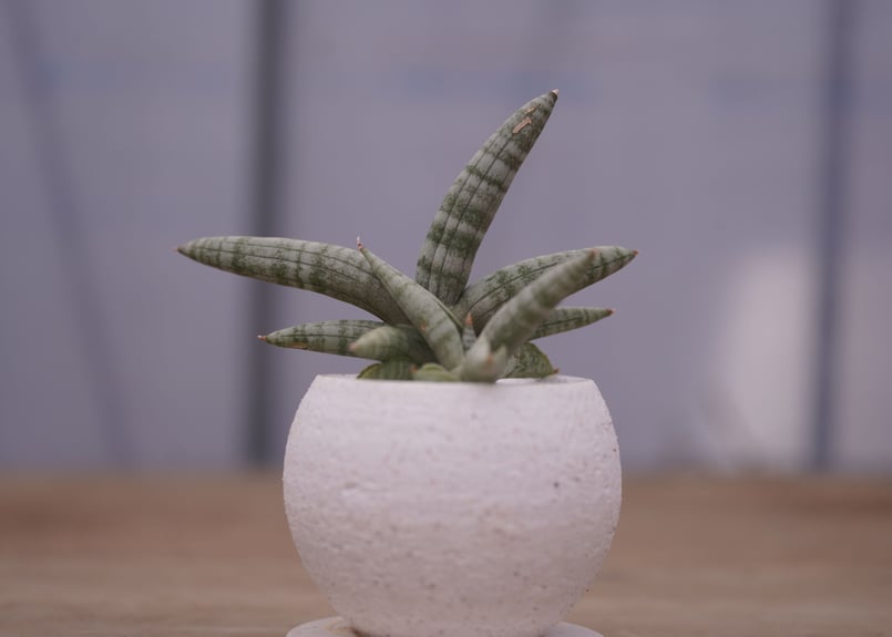 サンセベリア ボンセレンシス Sansevieria Boncellensis | mana