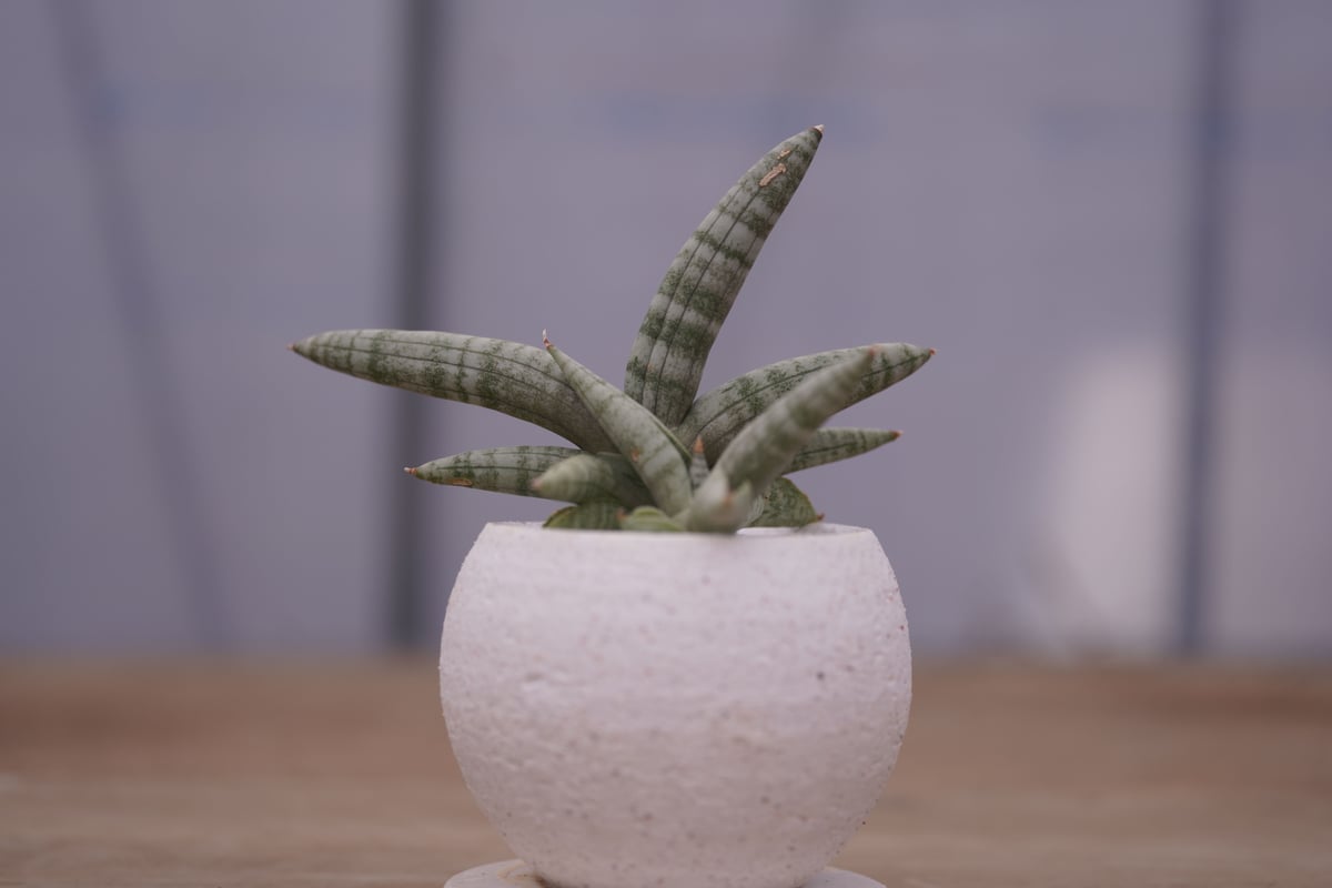 サンセベリア ボンセレンシス Sansevieria Boncellensis | mana