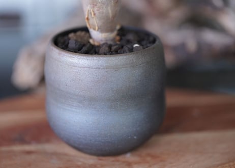 Bursera fagaroides