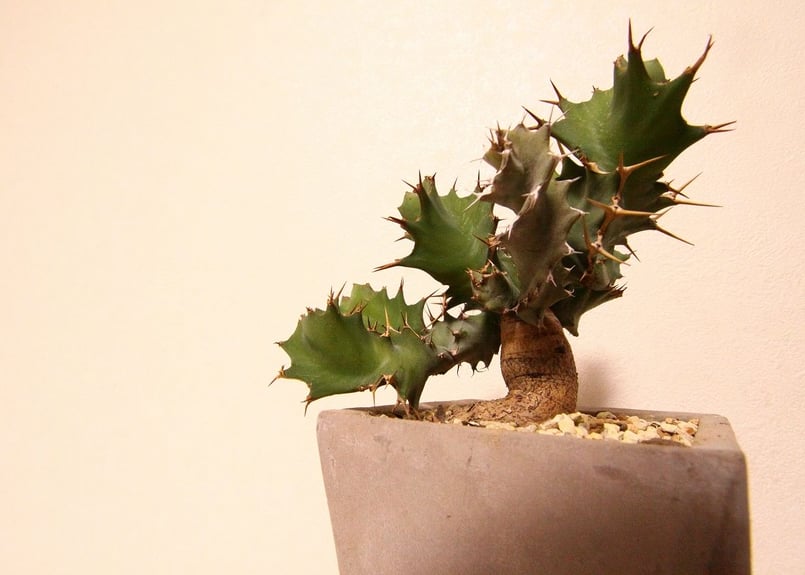 ユーフォルビア トルチラマ Euphorbia tortirama no.2 | mana's