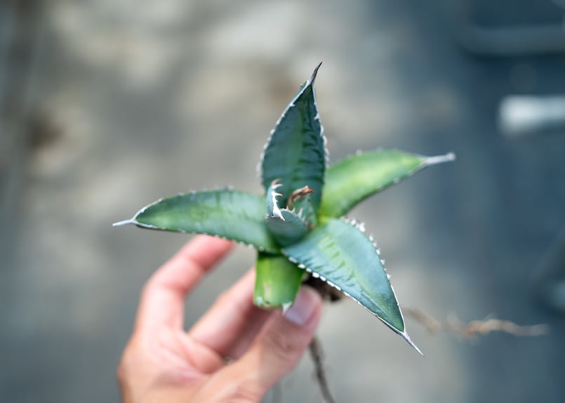 アガベ　帝釈天　覆輪　希少レア株 アガベ 帝釈天 覆輪 希少レア株 アガベ帝釈天（大株）-001｜agave