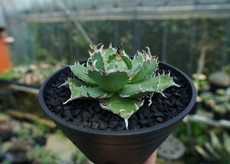 アガベ チタノタ フィリグリー 発根済み agave titanota os02