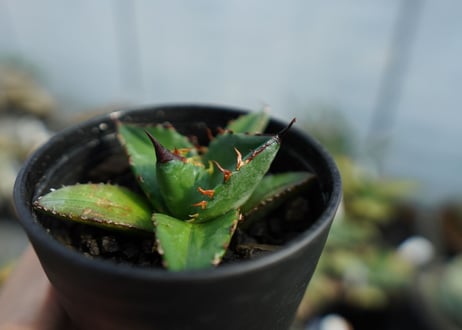 アガベ　チタノタ　ブルー　agave titanota Blue 　No.3