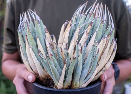 Agave uthaensis  NO.12
