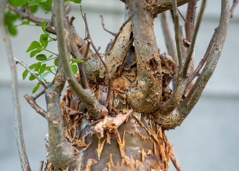 ブルセラ ファガロイデス NO.2 | mana's farm:塊根植物・アガベ