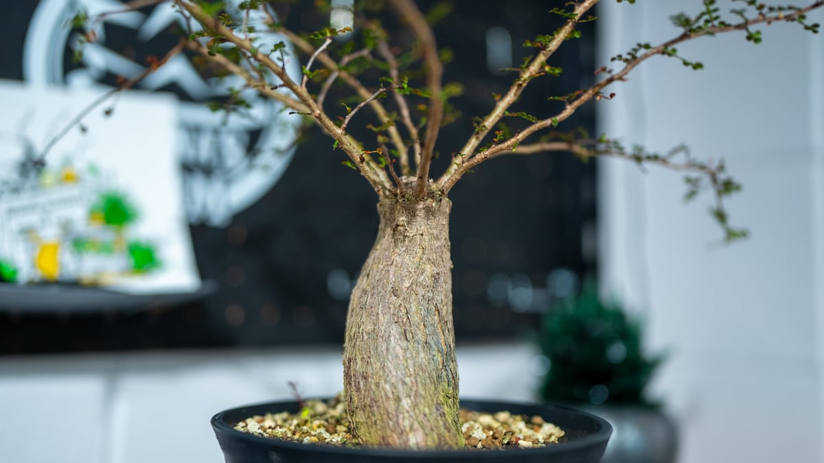 オペルクリカア　デカリー　大株　約130cm オペルクリカア デカリー 大株 約130cm