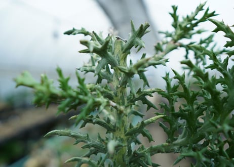 ユーフォルビア　ステノクラーダ錦　Euphorbia Stenoclada