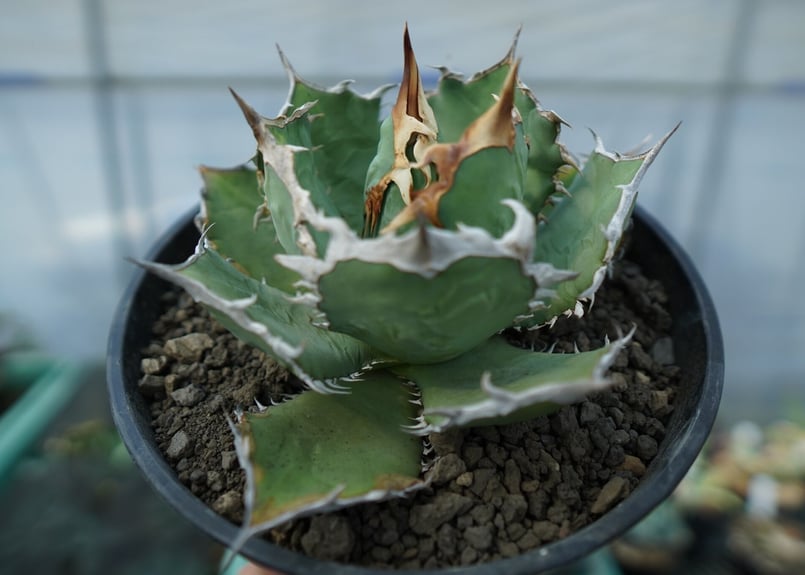 アガベ チタノタ R agave titanota R | mana's farm:塊根植物・