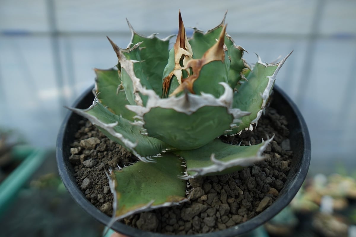 fit=scale-down,w=1200