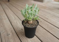 エンセファラルトス トリスピノーサス 極美株 限定1株 | mana's farm