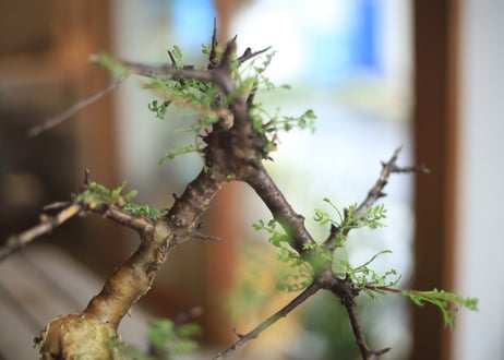 コンミフォラ　Commiphora