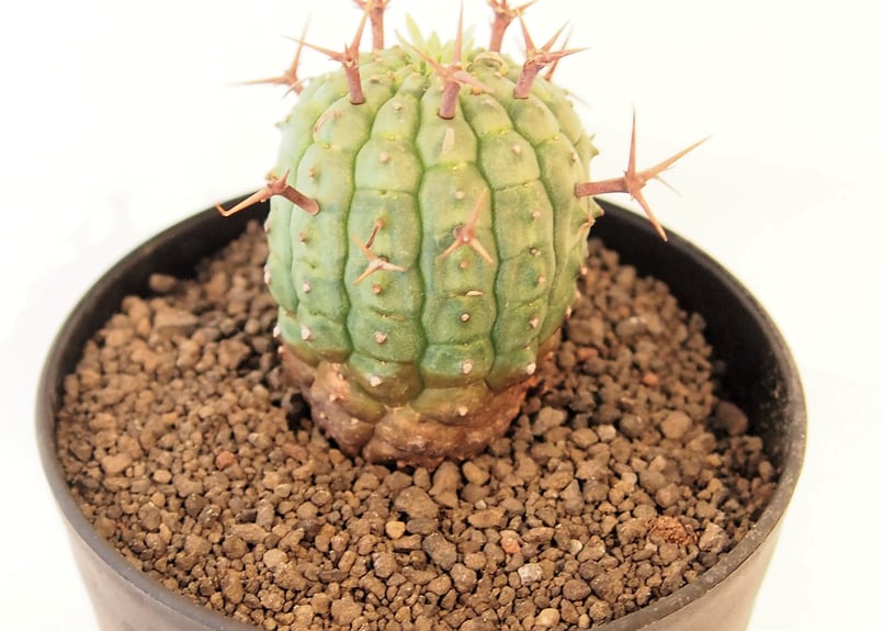 ユーフォルビア ステリスピナ 群星冠 | mana's farm:塊根植物・アガベ