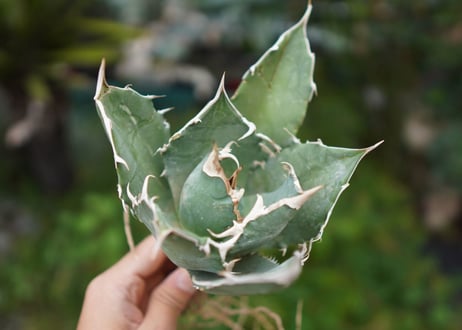 Agave titanota 白鯨 A NO.9