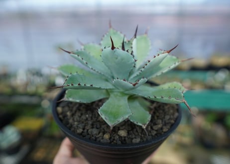 アガベ　吉祥冠　Agave potatorum No.1