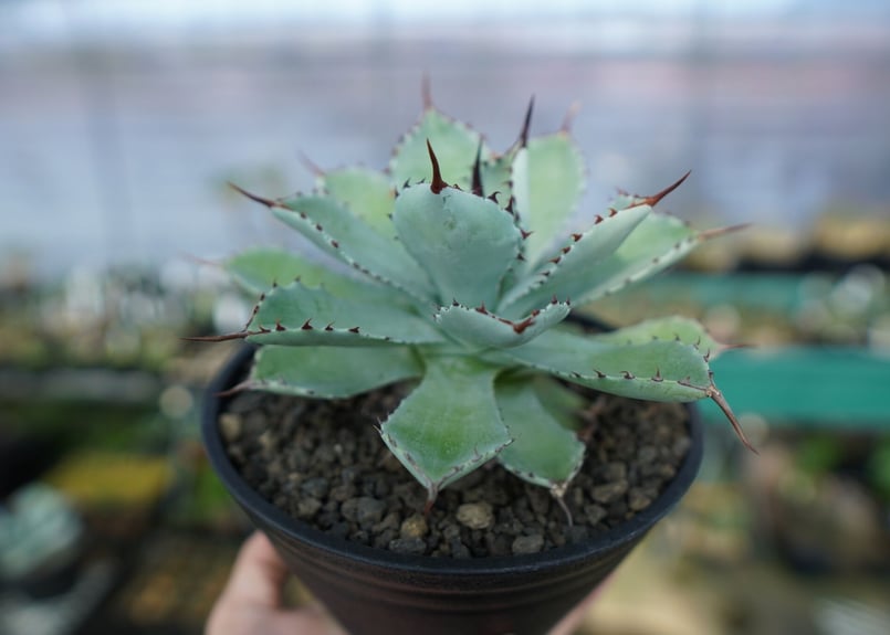 アガベ　吉祥冠大株 アガベ'吉祥冠'の基本情報・育て方｜多肉植物・サボテン図鑑｜みんなの