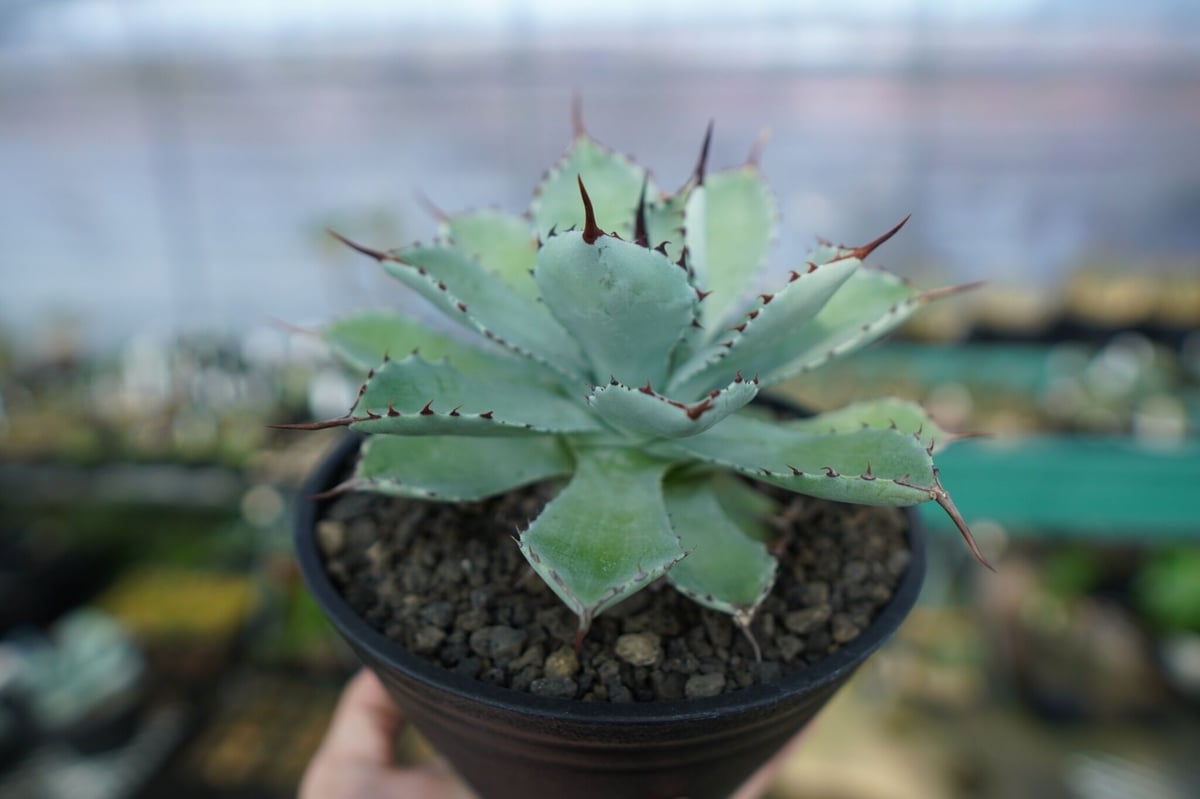 アガベ 吉祥冠 Agave potatorum No.1 | mana's farm:塊根植物