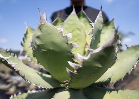 Agave Fo-76 特選特大株のカキコ株