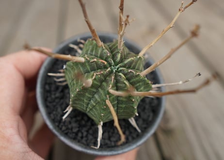ユーフォルビア　バリダ　”塊根植物スターターセット”