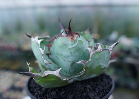アガベ　チタノタ　 ブラックアンドブルー 　Agave titanota black and blue　No.1
