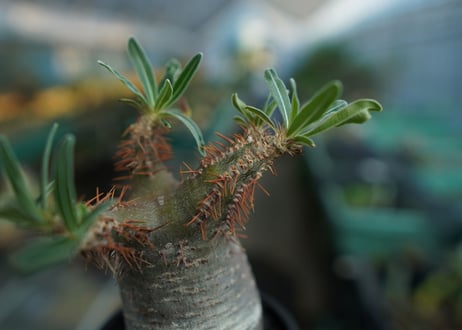 パキポディウム　グラキリス　 Pachypodium Gracilius  No.9
