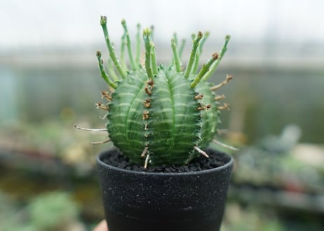 ユーフォルビア　バリダ　Euphorbia valida　No.7