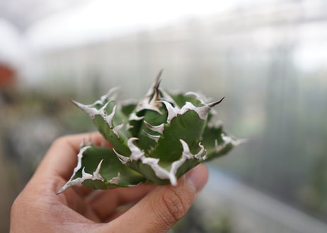 Agave titanota  Crab 螃蟹  NO.4