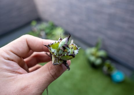 Agave B&B 特大 カキコ NO.3